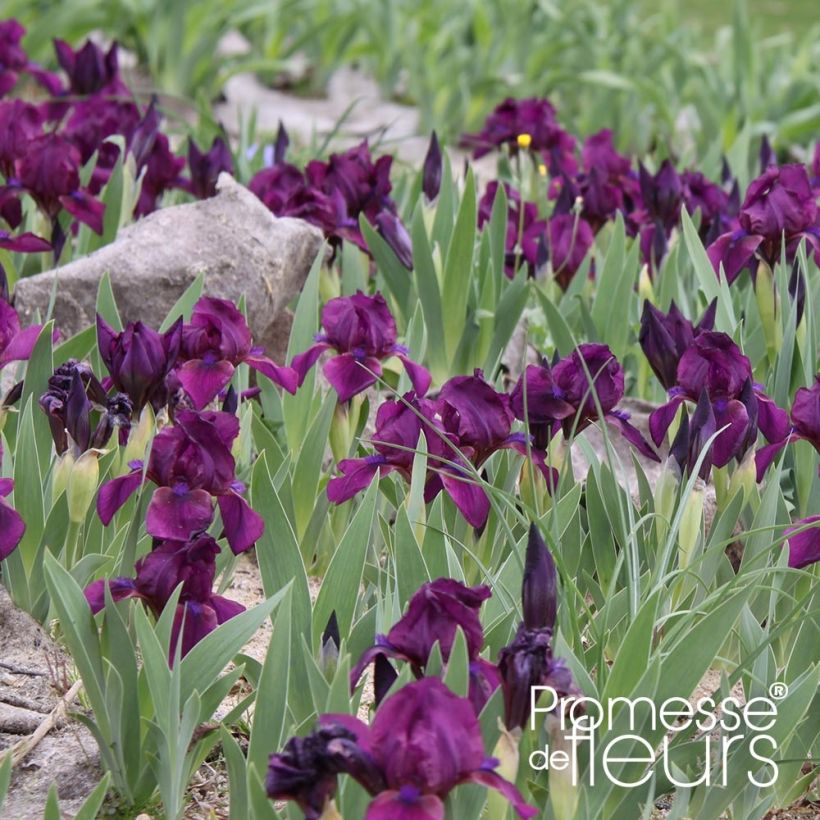 Iris pumila Cherry Garden (Hábito)