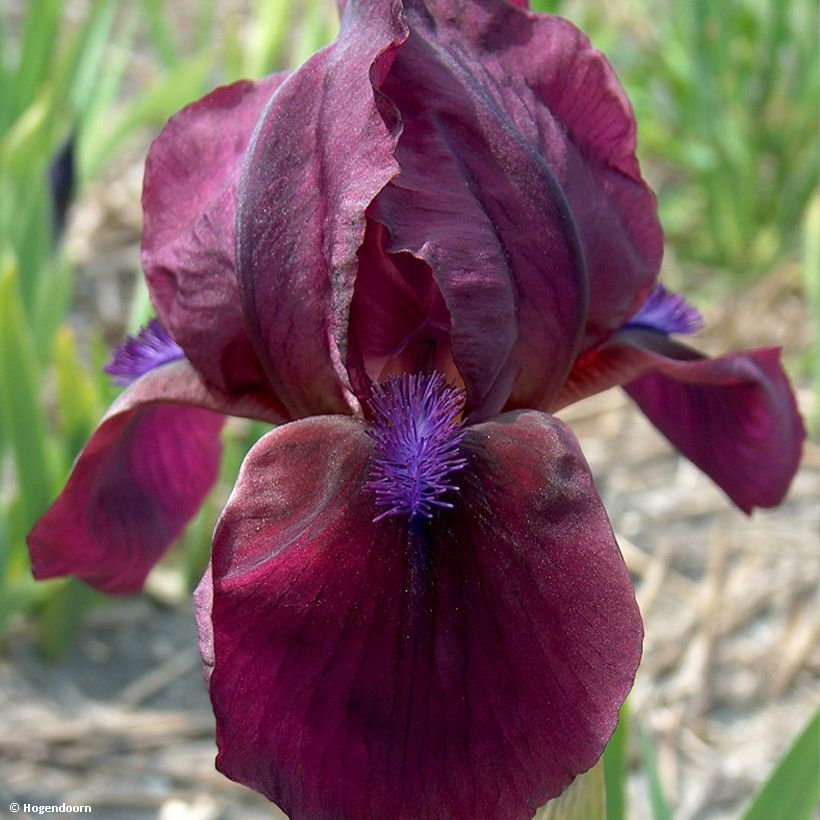 Iris pumila Cherry Garden (Floração)