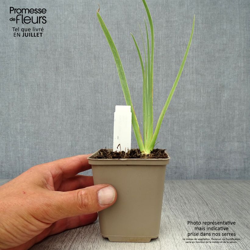 Amostra de Iris pumila Cherry Garden Vaso de 8/9 cm tal como entregue no verão