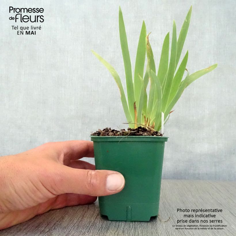 Amostra de Iris pumila Cherry Garden Vaso de 8/9 cm tal como entregue na primavera