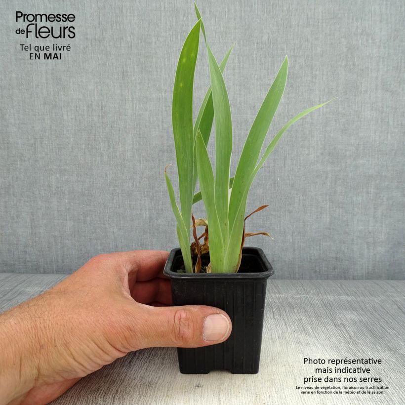 Amostra de Iris pumila Crispy Vaso de 8/9 cm tal como entregue na primavera