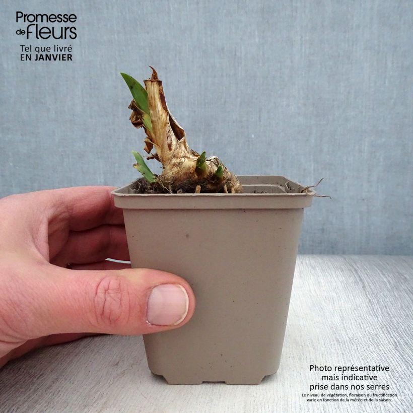 Amostra de Iris pumila Dream Stuff - Iris nain ou de rocaille Godet de 8/9 cm tal como entregue no inverno