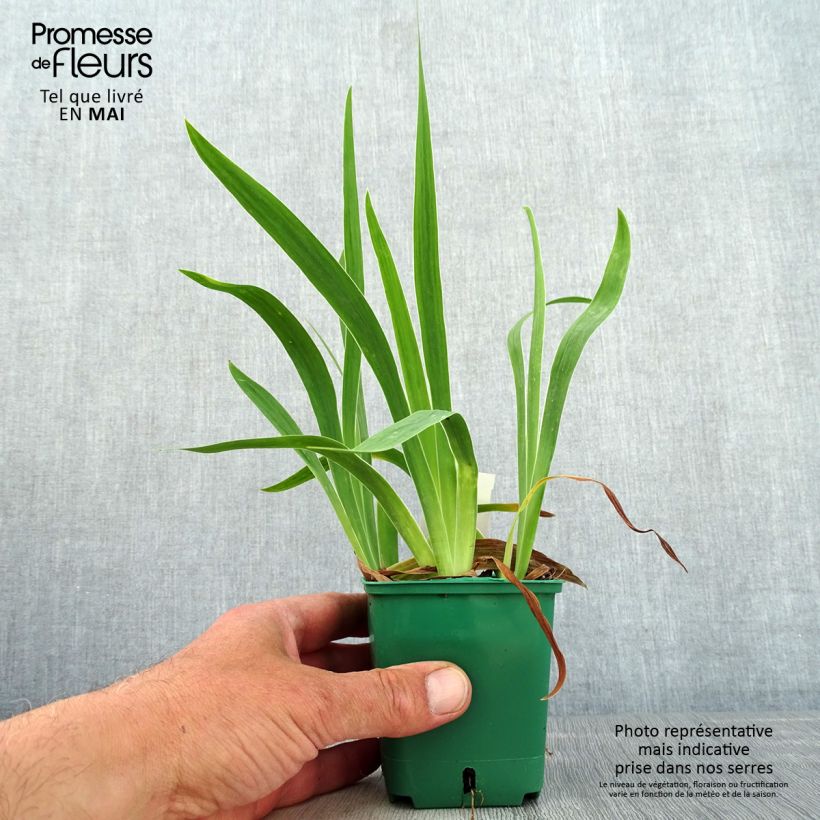 Amostra de Iris pumila Jaune Vaso de 8/9 cm tal como entregue na primavera