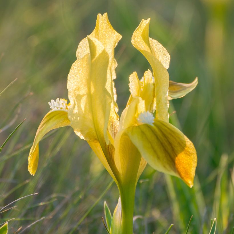Iris pumila Jaune (Floração)