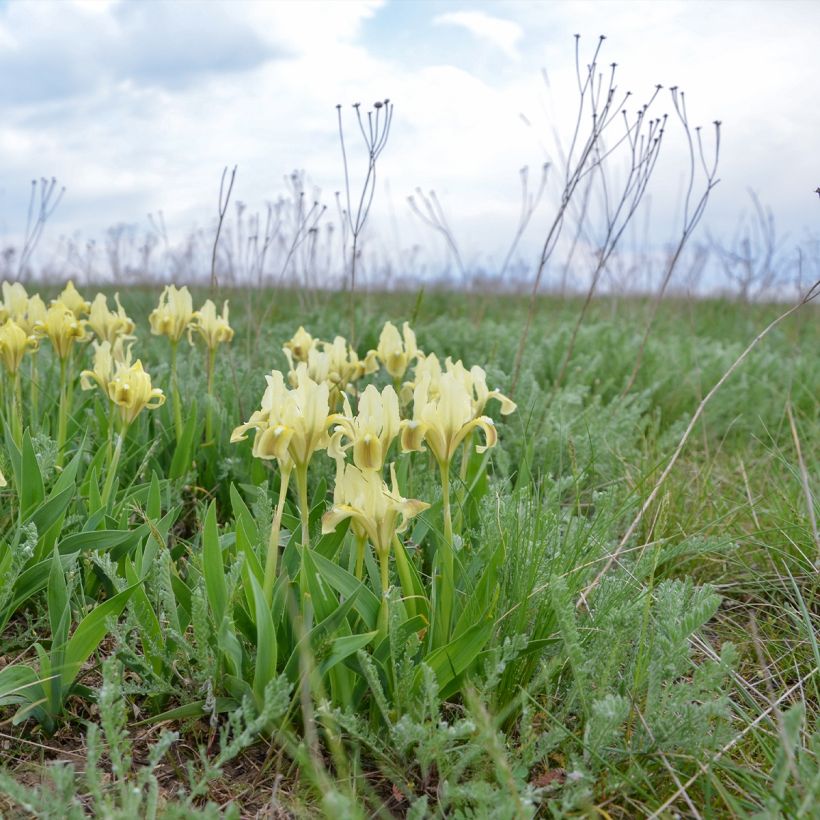 Iris pumila Jaune (Hábito)