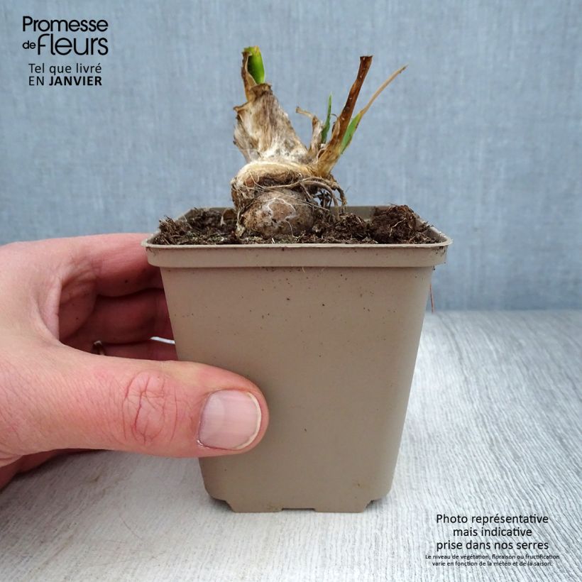 Amostra de Iris pumila La Ballet - Iris nain ou de rocaille Godet de 8/9 cm tal como entregue no inverno