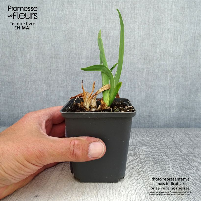 Amostra de Iris pumila LA Ballet Vaso de 8/9 cm tal como entregue na primavera