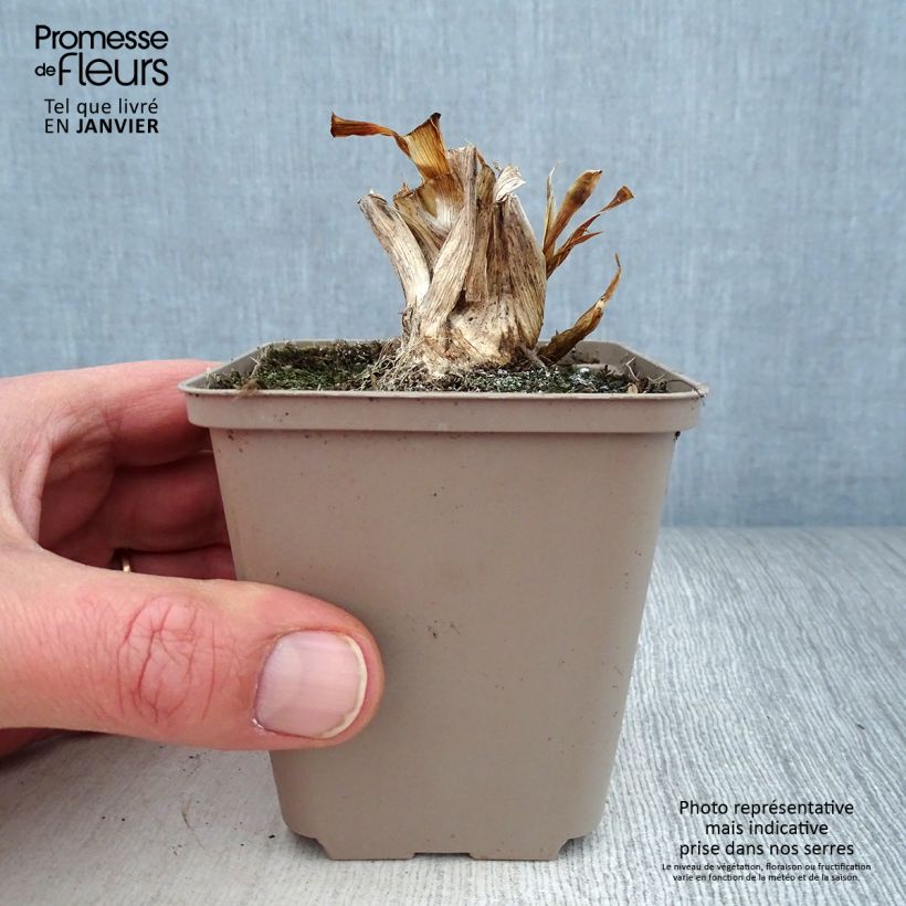 Amostra de Iris pumila Smell The Roses - Iris nain ou de rocaille remontant Godet de 8/9 cm tal como entregue no inverno