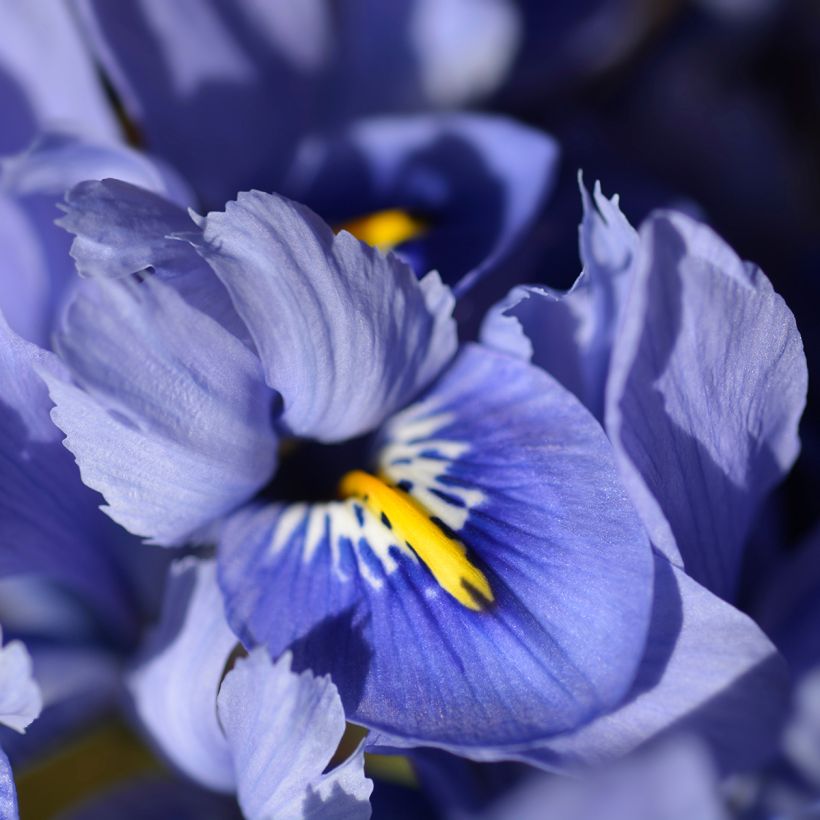 Iris reticulata Alida (Floração)