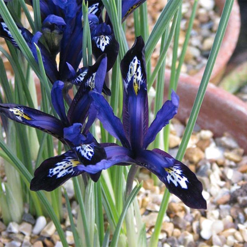Iris reticulata Blue Note (Floração)