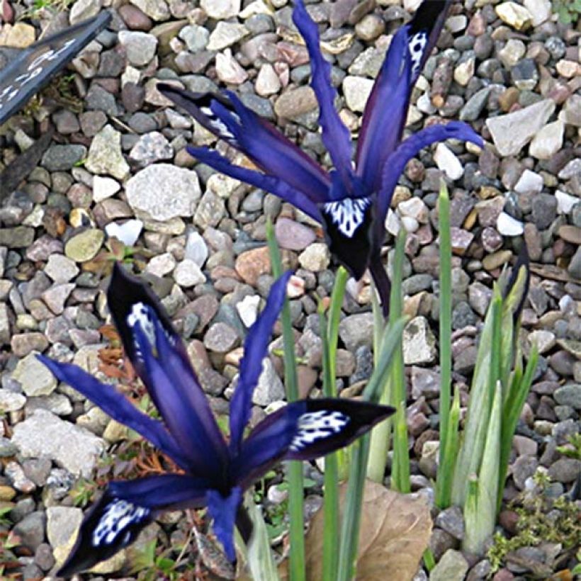 Iris reticulata Blue Note (Hábito)
