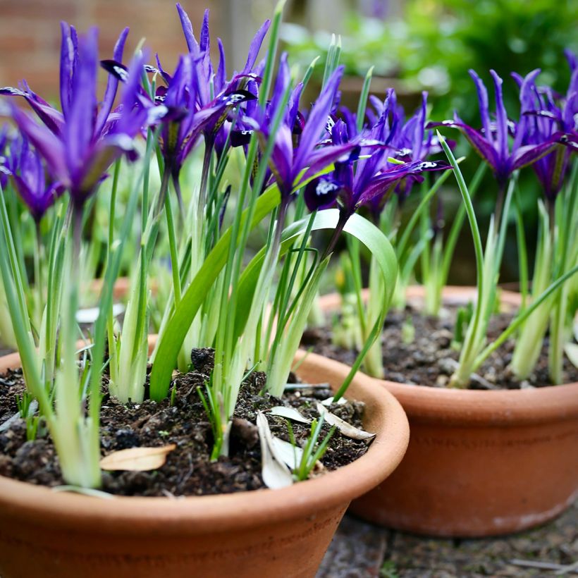 Iris reticulata Blue Note (Hábito)
