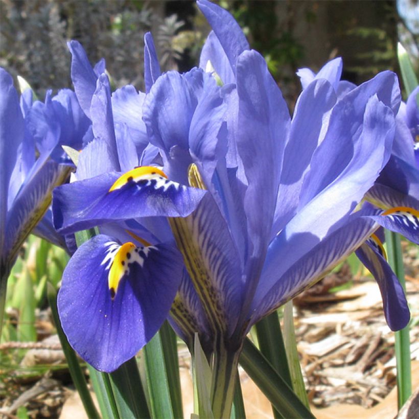 Iris reticulata Cantab (Floração)