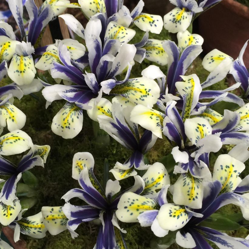 Iris reticulata Eyecatcher (Floração)