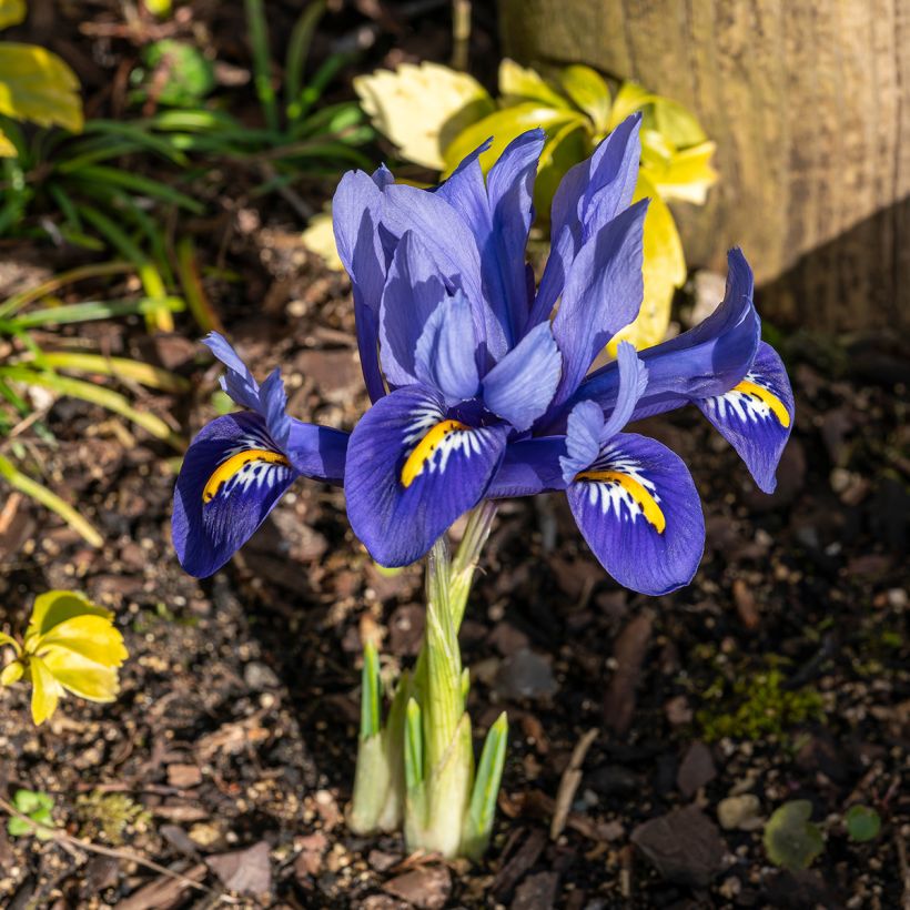 Iris reticulata Harmony (Hábito)