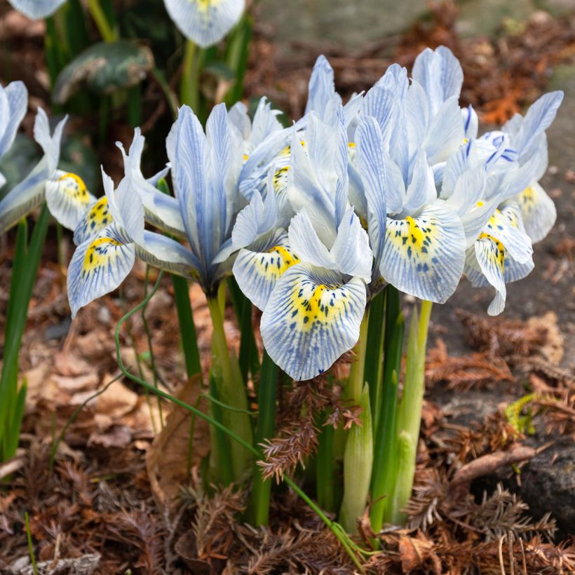 Iris reticulata Katharina Hodgkin (Hábito)
