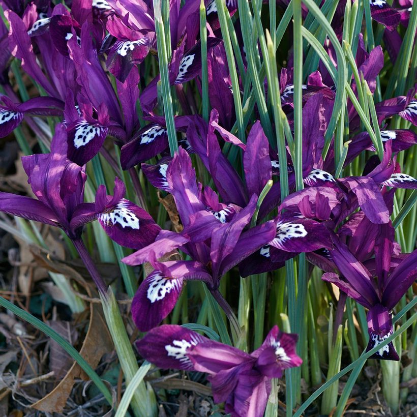 Iris reticulata Pauline (Hábito)