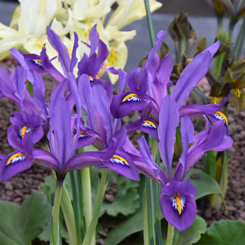 Iris reticulata Scent Sational (Floração)