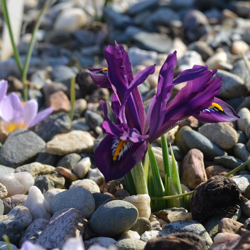 Iris reticulata Scent Sational (Hábito)