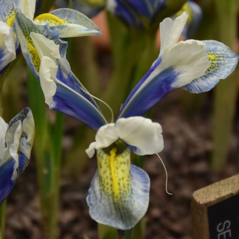 Iris reticulata Sea Breeze (Floração)