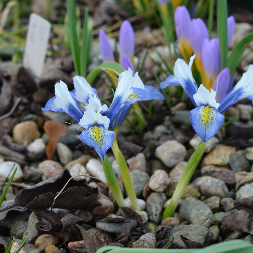 Iris reticulata Sea Breeze (Hábito)