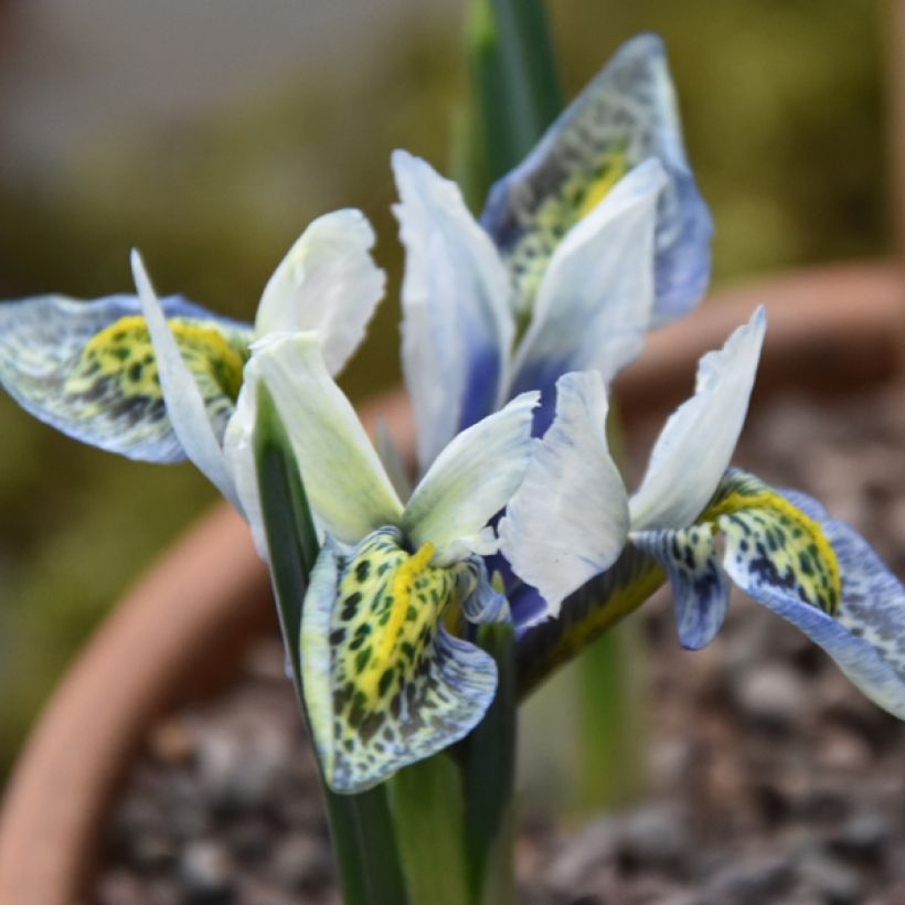 Iris reticulata Splish Splash (Floração)