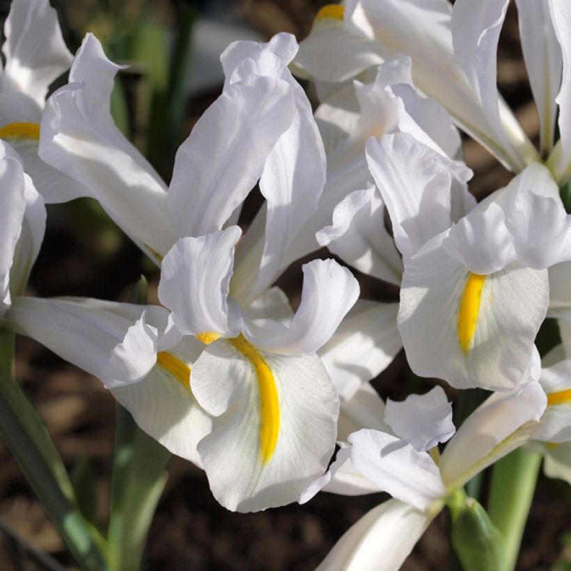 Iris reticulata White Caucasus (Floração)