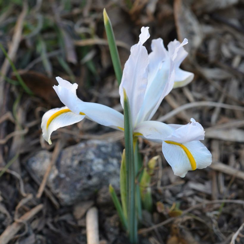 Iris reticulata White Caucasus (Hábito)