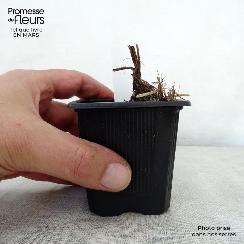 Amostra de Iris x robusta Dark Aura Vaso de 8/9 cm tal como entregue na primavera