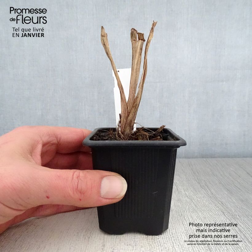 Amostra de Iris robusta Dark Aura  Vaso de 8/9 cm tal como entregue no inverno