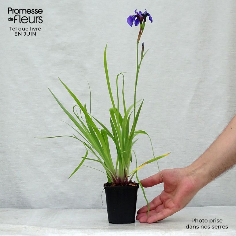Amostra de Iris setosa Vaso de 8/9 cm tal como entregue no verão