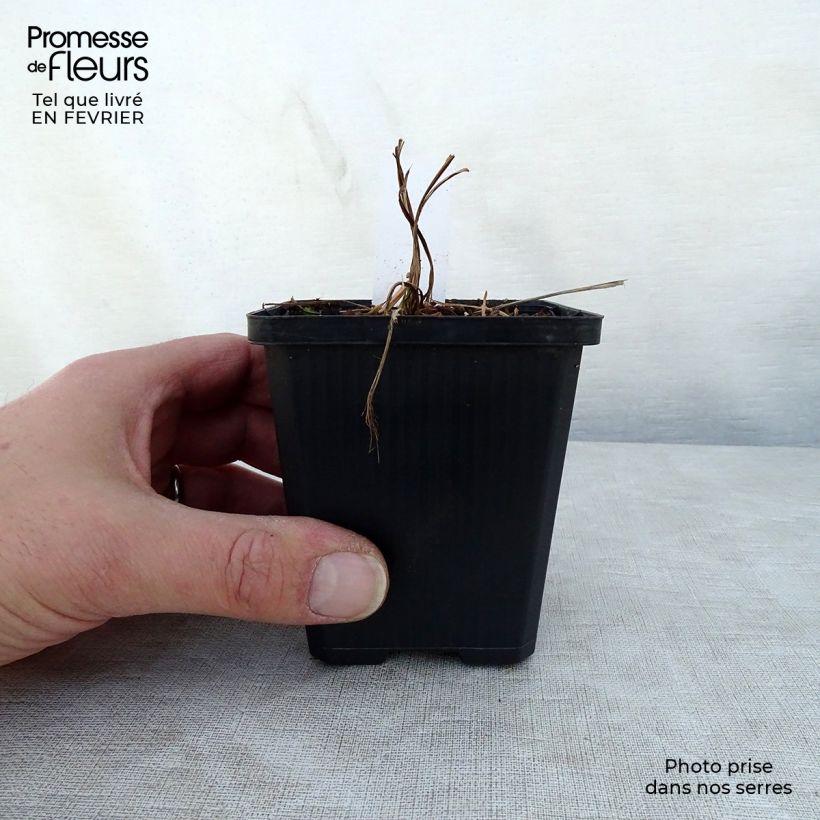 Amostra de Iris setosa - Iris d'Alaska Godet de 8/9 cm tal como entregue no inverno