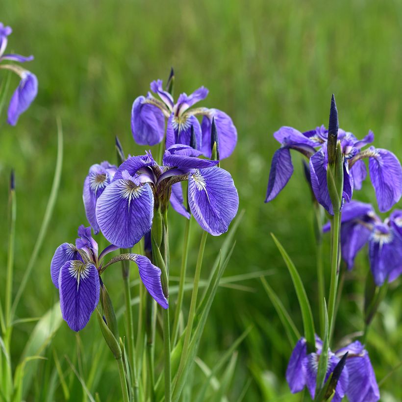Iris setosa (Hábito)