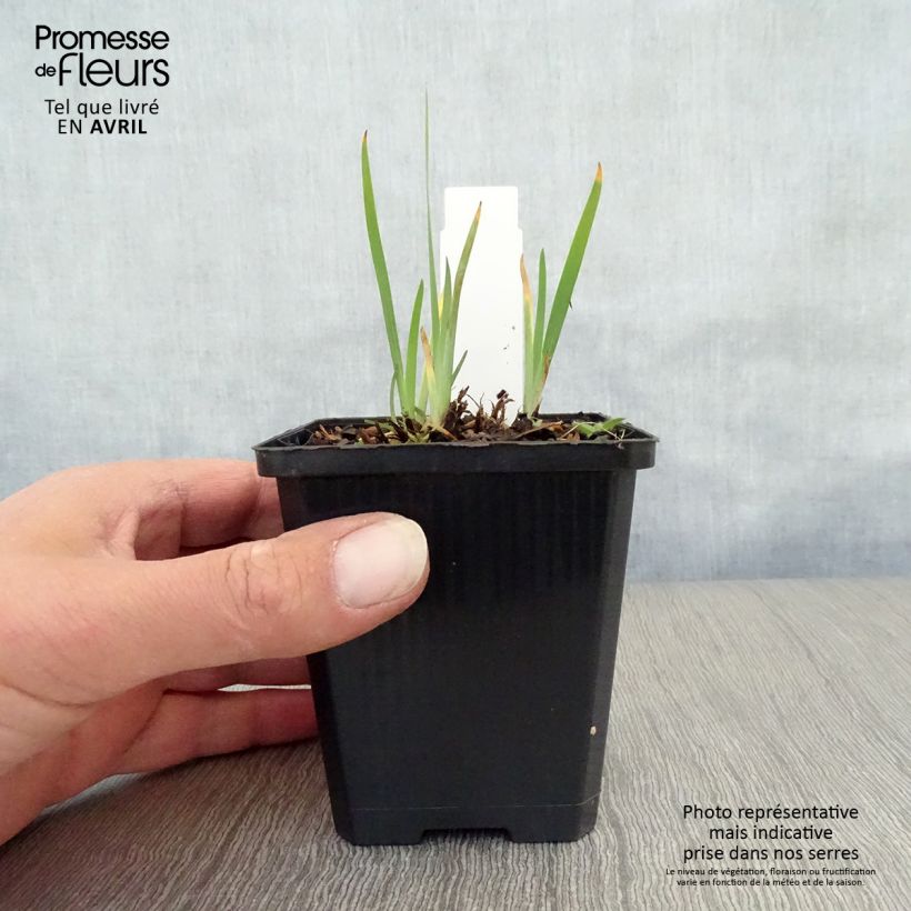 Amostra de Iris setosa Vaso de 8/9 cm tal como entregue na primavera