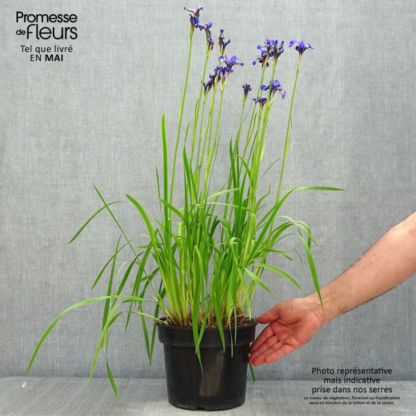 Amostra de Iris sibirica Fran's gold Vaso de 2 L/3 L tal como entregue na primavera