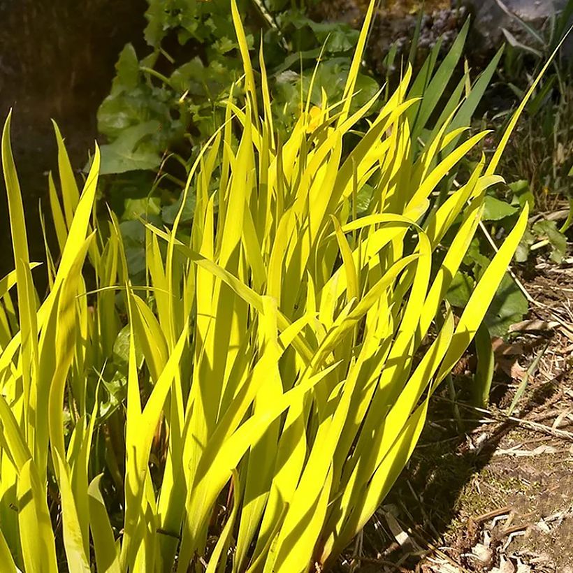 Iris sibirica Fran's gold (Folhagem)