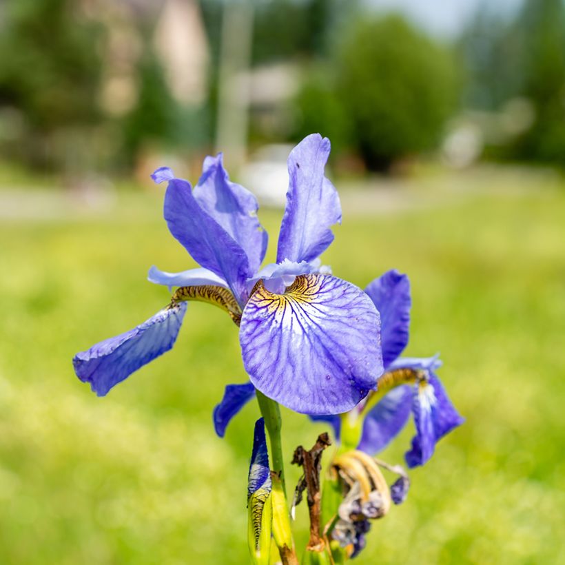 Iris sibirica Fran's gold (Floração)