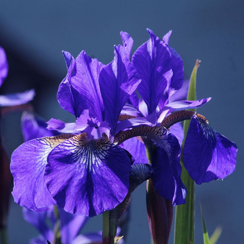 Iris sibirica Blue King (Floração)