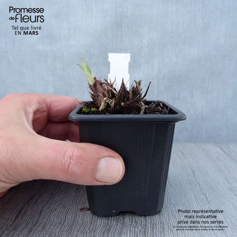 Amostra de Iris sibirica Concord Crush Vaso de 8/9 cm tal como entregue na primavera