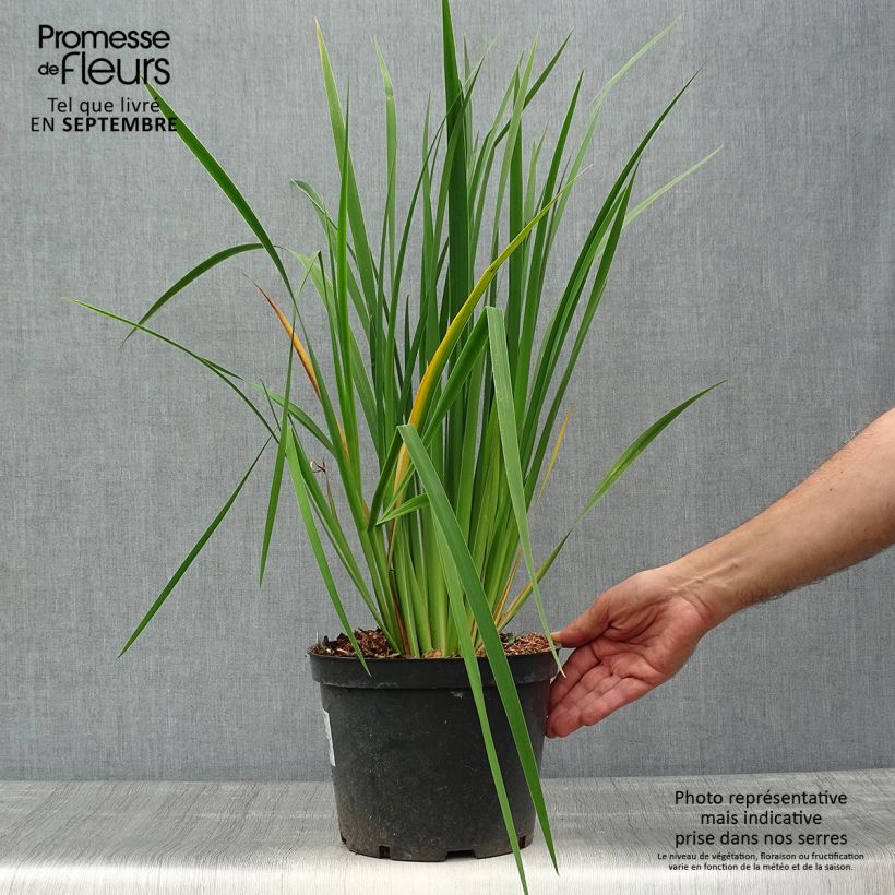 Amostra de Iris sibirica Fran's gold Vaso de 2 L/3 L tal como entregue no outono