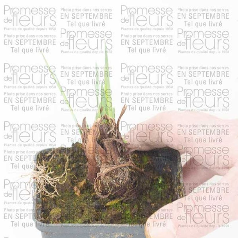 Exemplo de amostra de Iris de Sibérie - Iris sibirica Lemon Veil Vaso de 8/9 cm tal como entregue