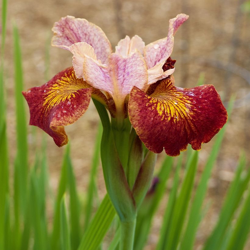 Iris sibirica Paprikash (Floração)