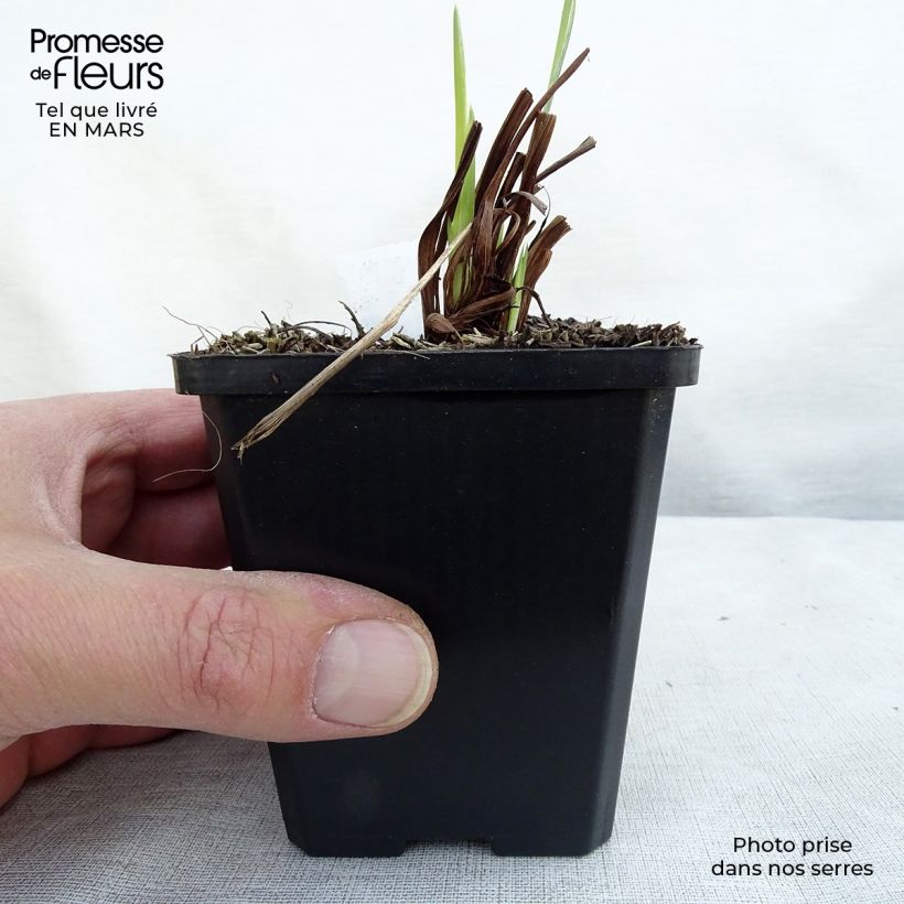 Amostra de Iris sibirica Perry's Blue - Iris de Sibérie Vaso de 8/9 cm tal como entregue no inverno