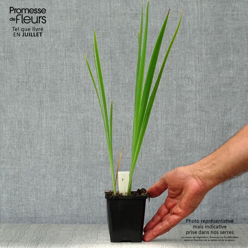 Amostra de Iris sibirica Perry's Blue Vaso de 8/9 cm tal como entregue no verão