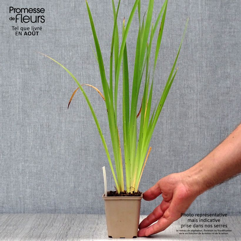 Amostra de Iris sibirica Persimmon Vaso de 8/9 cm tal como entregue no verão