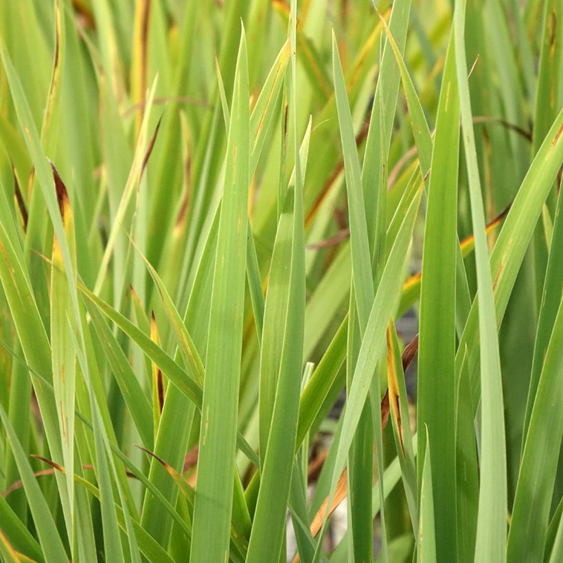 Iris sibirica Purplelicious (Folhagem)