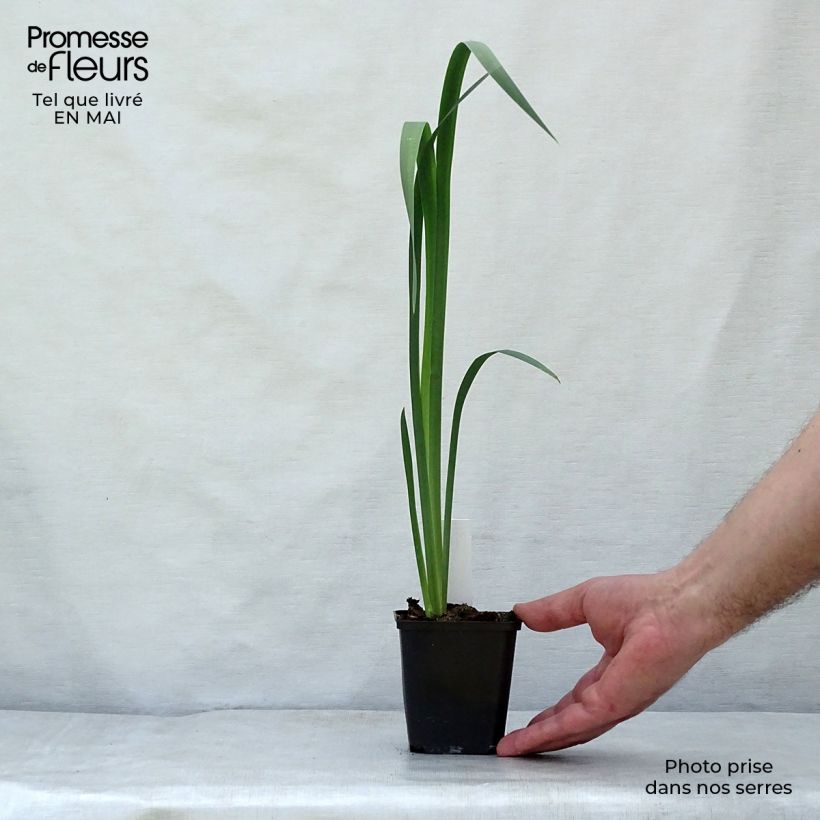 Amostra de Iris sibirica Snow Queen Vaso de 8/9 cm tal como entregue na primavera