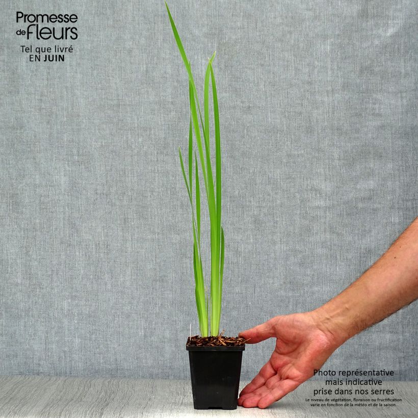 Amostra de Iris sibirica Snow Queen Vaso de 8/9 cm tal como entregue no verão