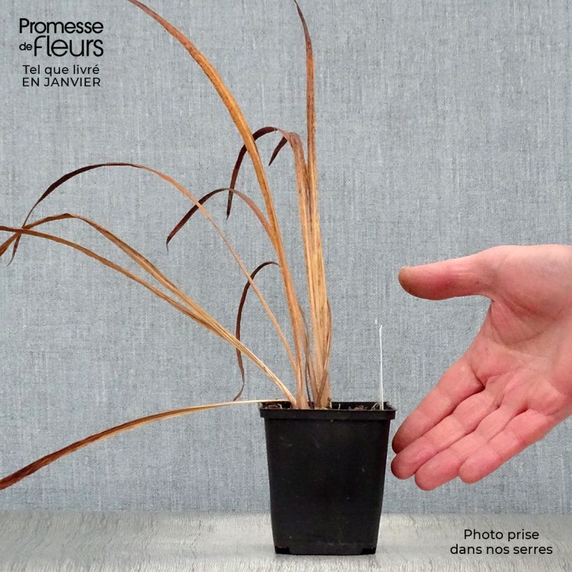 Amostra de Iris sibirica Snow Queen - Iris de Sibérie Vaso de 8/9 cm tal como entregue no inverno