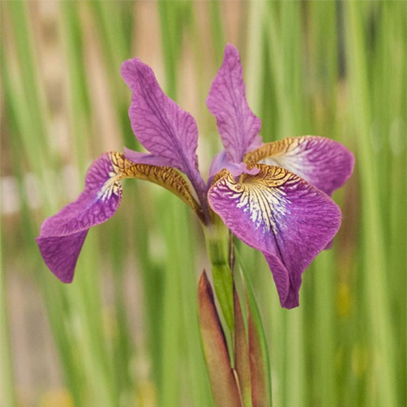 Iris sibirica Sparkling Rose (Floração)
